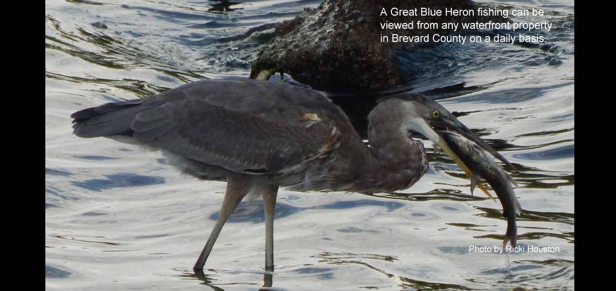 blue heron fishing