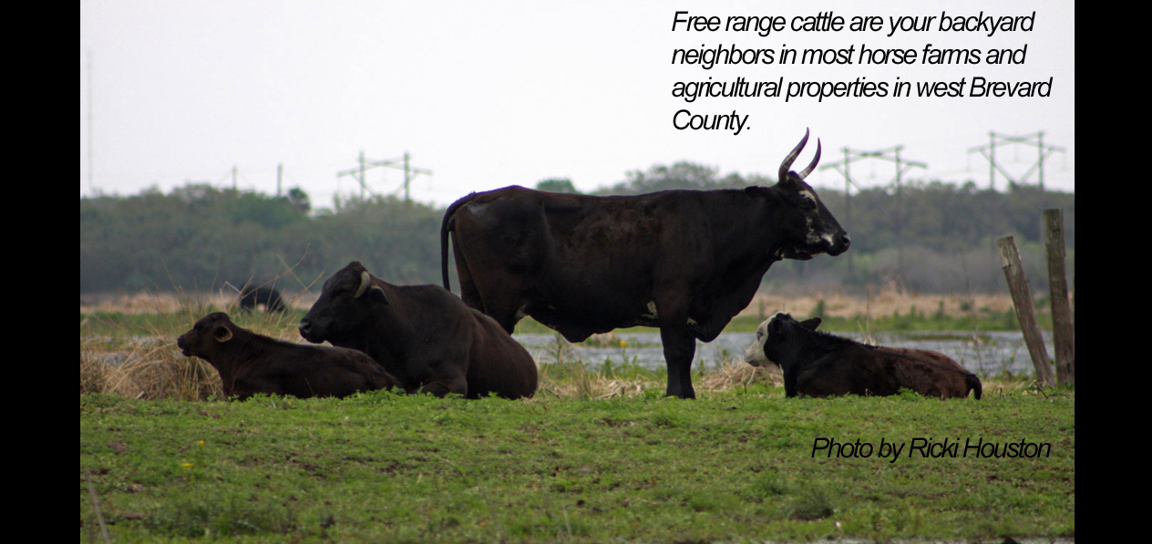 brevard county free range cattle
