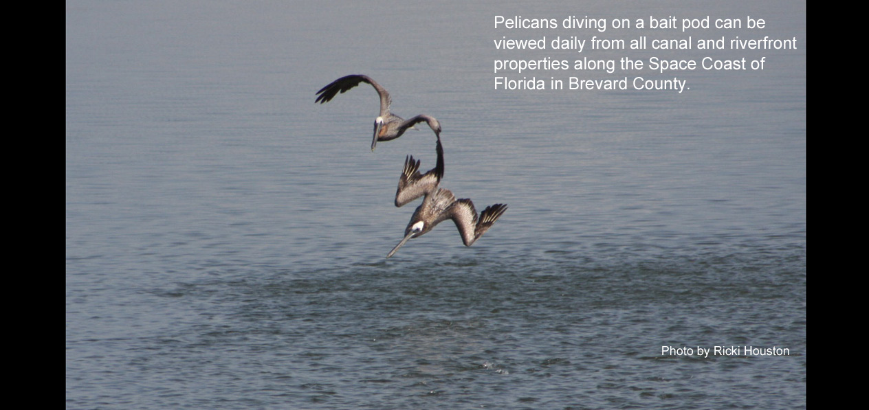 pelicans diving on bait pod